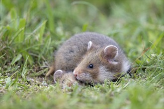 European hamster (Cricetus cricetus) in a meadow, young with mother, Vienna, Austria, Europe