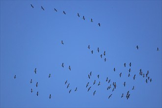 Common crane (Grus grus), Ternitz, Lower Austria, Austria, Europe