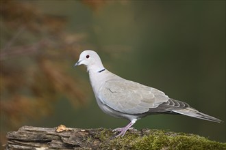 Eurasian collared dove (Streptopelia decaocto), Dingdener Heide nature reserve, North