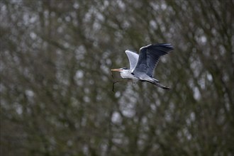 Grey heron (Ardea cinerea), bringing nesting material to the nest, Essen, Ruhr area, North