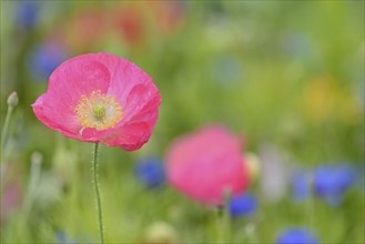 Flowering strip, flowering area with poppy flowers (Papaver rhoeas) and cornflowers (Centaurea