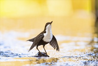 White-breasted dipper (Cinclus cinclus), adult on stone with spread wings in a stream, food in