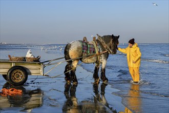 Horse fishermen at work, catching Brown shrimp (Crangon crangon), Koksijde, North Sea coast,