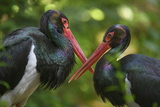 Black stork (Ciconia nigra), captive