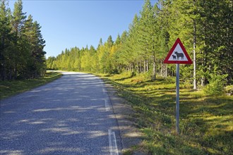 Traffic sign on a narrow road warns of sheep, forest, Kystriksveien, FV 17, Helgeland, Norway,