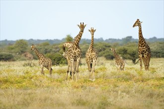 Herd of giraffes (Giraffa camelopardalis) with babies walks through the savanna. Etosha National