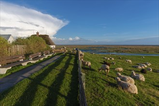 Hamburg Hallig, flock of sheep on the dwelling mound, thatched house, salt marshes, Reußenköge,