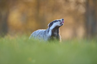 Badger (Meles meles), in meadow