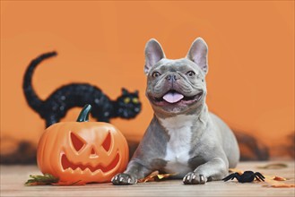 Happy Halloween French Bulldog dog with carved pumpkin, autumn leaves and black cat in orange