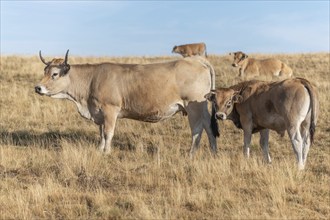 Aubrac cows in a dry pasture in summer. Aubrac, France, Europe