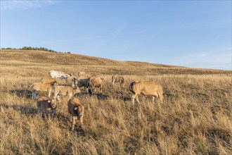 Aubrac cows in a dry pasture in summer. Aubrac, France, Europe