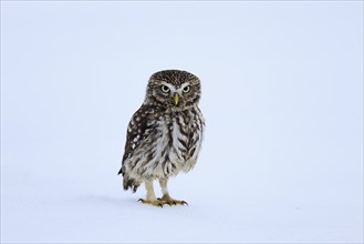 Pygmy Owl (Glaucidium passerinum), adult, in the snow, in winter, alert, Bohemian Forest, Czech