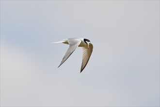 Little tern (Sternula albifrons) flying in the sky, Camargue, France, Europe