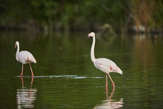 Greater Flamingos (Phoenicopterus roseus) walking in the water, Parc Naturel Regional de Camargue,