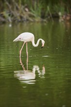 Greater Flamingo (Phoenicopterus roseus) walking in the water, Parc Naturel Regional de Camargue,