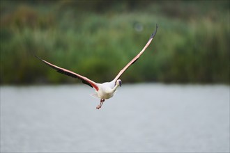 Greater Flamingo (Phoenicopterus roseus), starting, flying, Parc Naturel Regional de Camargue,