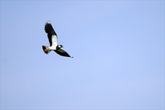 Northern lapwing (Vanellus vanellus), in flight, over a wet meadow, Dümmer, Lower Saxony, Germany,