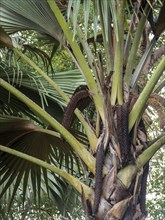 Male maldive coconut (Lodoicea maldivica), Kandy Botanical Gardens, Sri Lanka, Asia