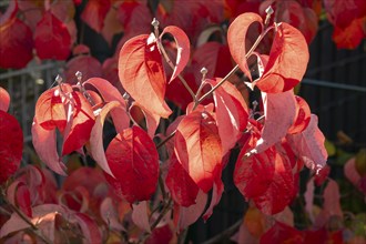 Branch with leaves of dogwood (Cornus), dogwood, autumn colours, North Rhine-Westphalia, Germany,