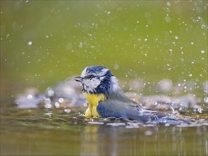 Blue tit (Cyanistes caeruleus), adult bird bathing in shallow water, Solms, Hesse, Germany, Europe