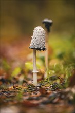 Close-up of mushrooms on the forest floor under damp leaves, Calw, Black Forest, Germany, Europe