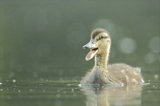 Swimming young mallard (Anas platyrhynchos), open beak, bokehs, palace gardens, Biebrich,