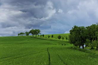 Summer landscape near Rathewalde in Saxon Switzerland