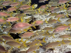 Shoal, group of french grunt (Haemulon flavolineatum), dive site John Pennekamp Coral Reef State