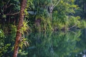 Crater lake Lake Eacham in tropical rainforest with palm tree in the Atherton tablelands,