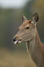 Red deer (Cervus elaphus) adult female doe sticking its tongue out, Surrey, England, United