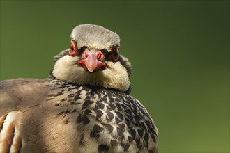 Red legged or French partridge (Alectoris rufa) adult bird head portrait, Norfolk, England, United