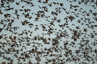 European starling (Sturnus vulgaris) adult birds flying in a large flock, Suffolk, England, United