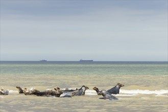 Grey (Halichoerus grypus) seal adult animals resting in the surf with two boats on the sea in the