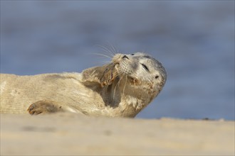 Common or Harbor seal (Phoca vitulina) juvenile baby pup resting on a coastal sandy beach, Norfolk,