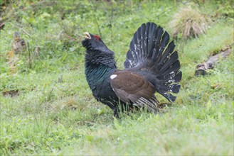 Western capercaillie (Tetrao urogallus) courting, Kalkalpen National Park, Upper Austria, Austria,