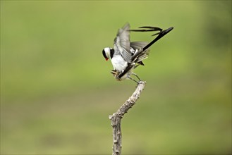 Pintailed Whydahs, pair, mating, Sabie Sand Game Reserve, South Africa (Vidua macroura)