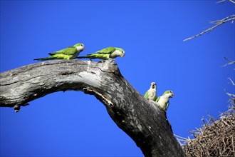 Monk Parakeets (Myiopsitta monachus), Pantanal, Brazil, South America