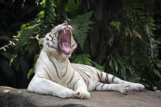 Bengal Tiger (Panthera tigris tigris), India, White Tiger, Asia