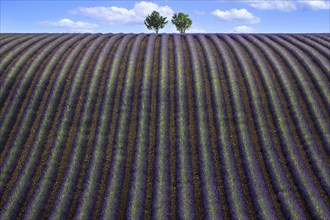 Two trees in an undulating lavender field, flowering true lavender (Lavandula angustifolia), D56,