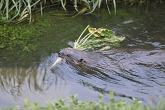 Eurasian beaver, european beaver (Castor fiber) swimming in a river with a turnip in its mouth,