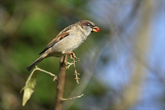 House sparrow (Passer domesticus), with fruit in its beak, Switzerland, Europe