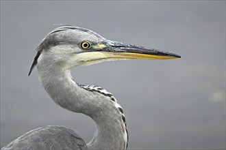 Grey heron (Ardea cinerea), Switzerland, Europe