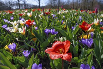 Flower splendour with colourful Tulips (Tulipa) and Crocus (Crocus) in spring, Keukenhof, Lisse,