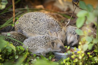 Hedgehog mother with young in the living environment of humans. A near-natural garden is a good