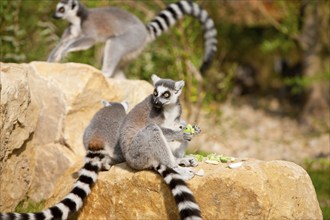 Dresden Zoo ring-tailed lemurs