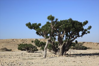 Wadi Dawqah, Incense Tree Cultures, UNESCO World Heritage Site, frankincense (Boswellia Sacra)