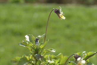 Field heartsease (Viola tricolor), medicinal plant, herb, wild plant, medicinal use