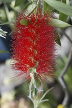 Scarlet bottlebrush (Callistemon citrinus)