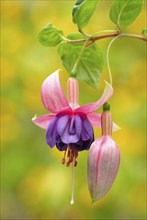 Fuchsia 'Fancy Micki (Fuchsia)