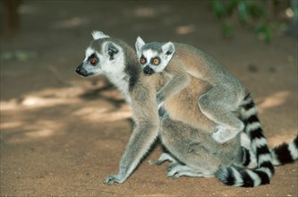 Ring-tailed Lemurs (Lemur catta), female with young, Berenty, Madagascar, Africa